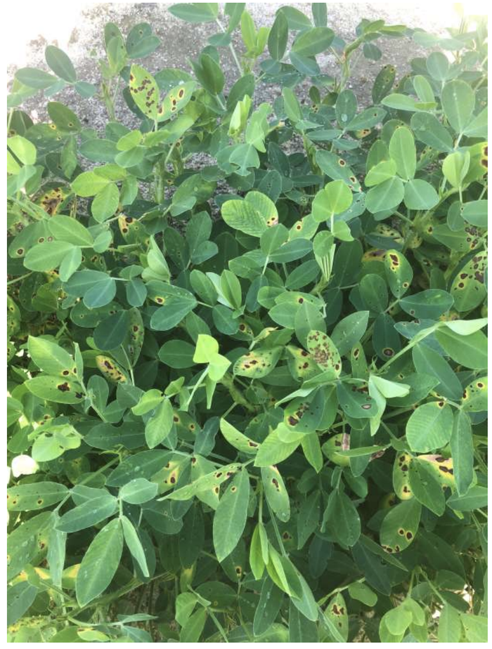 Multiple leaves with brown spot