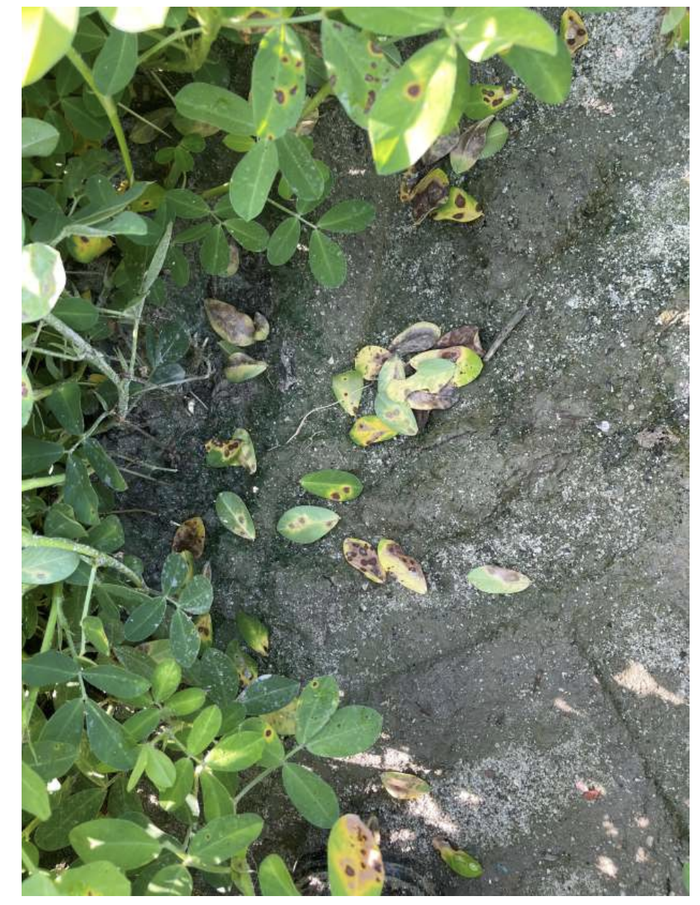 Dead leaves from brown spot