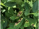 Brown spots on leaves