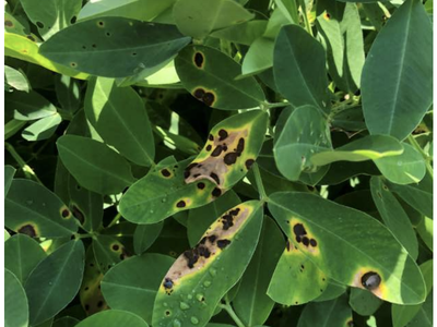 Brown spots on leaves