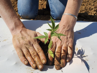 Person planting a hemp plant.