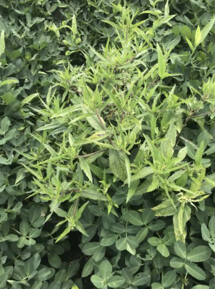 Leaves