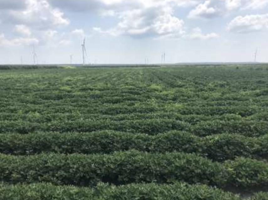 Peanut field