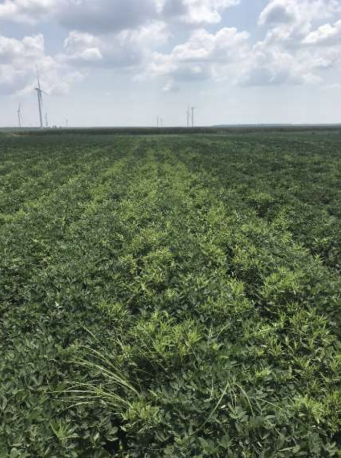 Peanut field