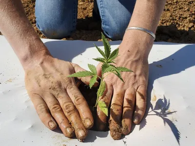 Person planting a hemp plant.