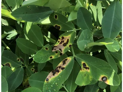 Brown spots on leaves