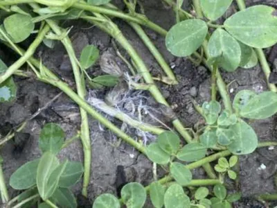 Stem rot