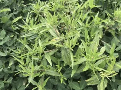 Leaves