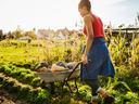 Person pushing a wheelbarrow full of pumpkins and squash through a vegetable garden