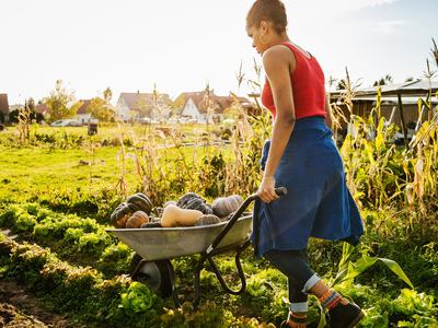 Person pushing a wheelbarrow full of pumpkins and squash through a vegetable garden