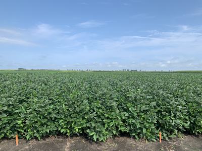 Dense soybean field with two orange marker stakes at foreground under blue sky