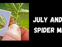 Spider Mite Title
