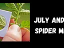 Spider Mite Title