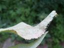 Leaf edge with fine spider webbing and dust particles strung across a torn tip