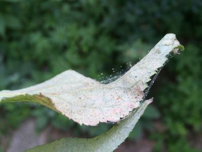 Leaf edge with fine spider webbing and dust particles strung across a torn tip