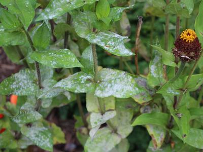 Powdery mildew on zinnia leaves