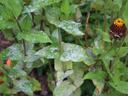 Powdery mildew on zinnia leaves