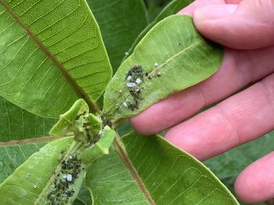 aphids 