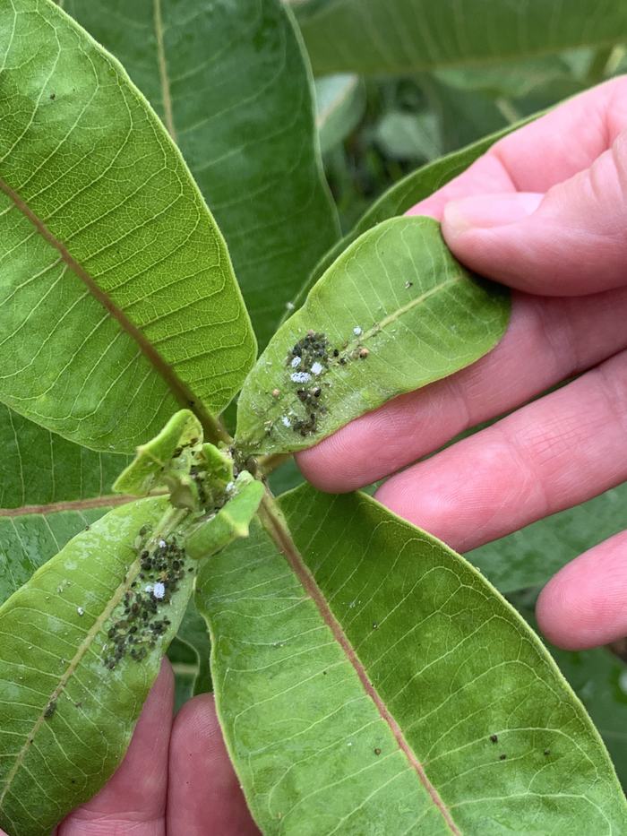 aphids