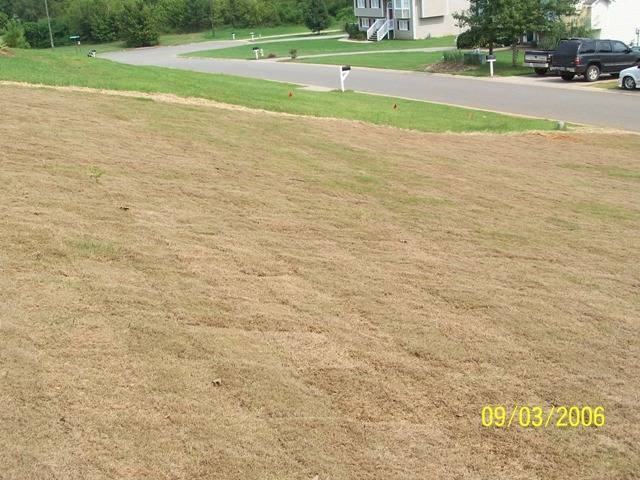 armyworm damage