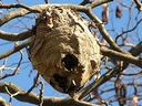 hornet nest in tree