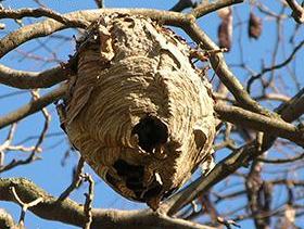 hornet nest in tree