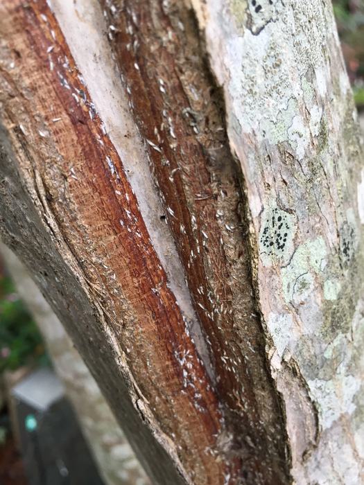 bark scale japanese maple