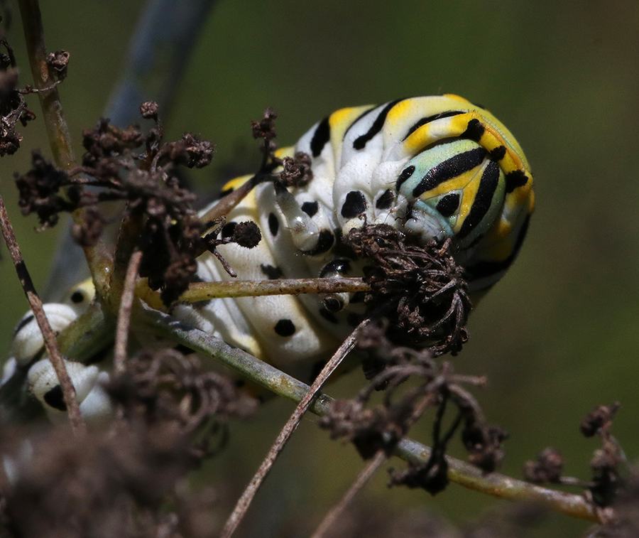 Black swallowtail caterpillar on bronze fennel. Photo by Debbie Roos.