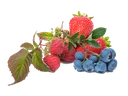 Strawberries and blueberries with stems