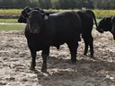 Bulls