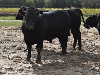 Bulls