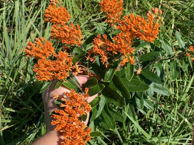 Hand holding cluster of orange butterfly weed (Asclepias) flowers above grass
