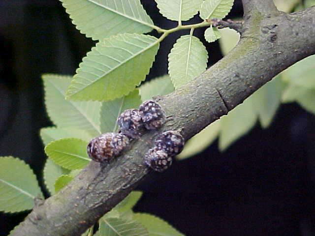 calico scale on elm