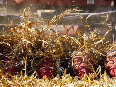 combine harvesting corn