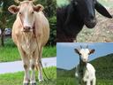 Collage: tied light cow standing, black sheep headshot, white goat standing in grassy field