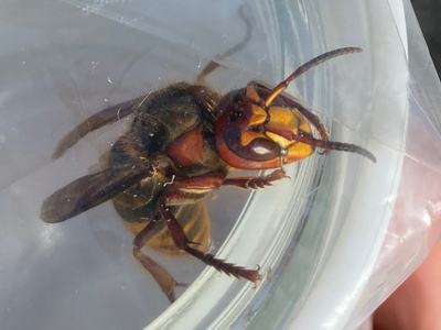 European hornet