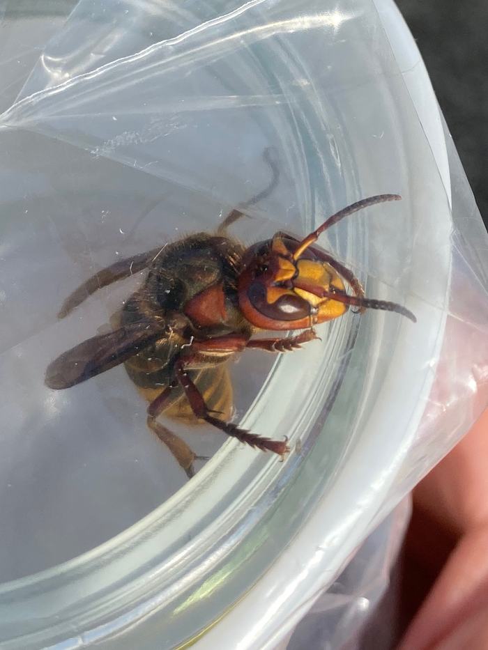 European hornet