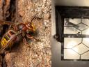 Picture of a European hornet next to a picture of several at a porch light