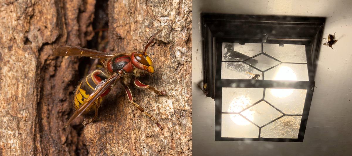 Picture of a European hornet next to a picture of several at a porch light