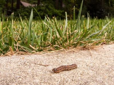 fall armyworm
