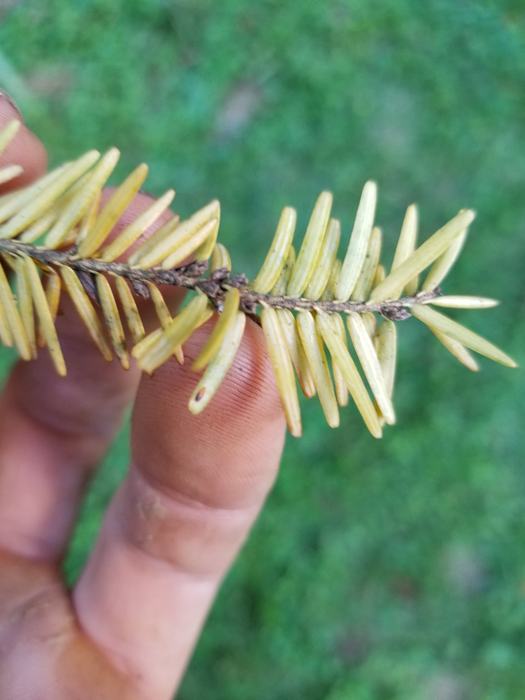 hemlock elongate scale