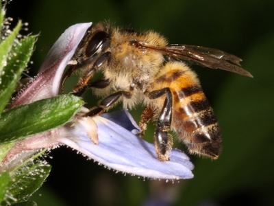 honey bee