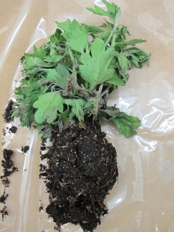 Small wilted mum plant with Pythium root rot.
