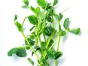 Microgreens