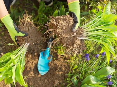 Gloved hands holding two uprooted plants with roots over a planting hole and trowel