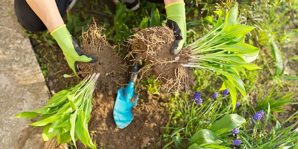Person holding plant roots