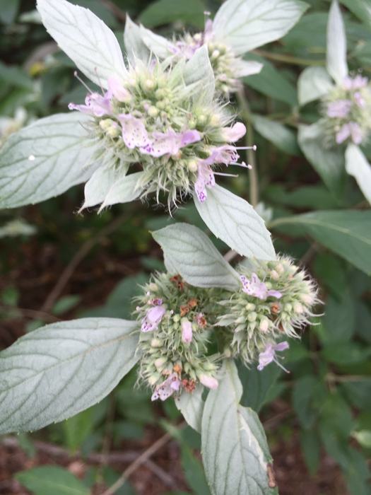 Mountain mint, a great native plant for bees.