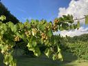 Ripening muscadine grapes at John's Farm in Mangum