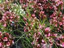 Nutsedge in flower bed