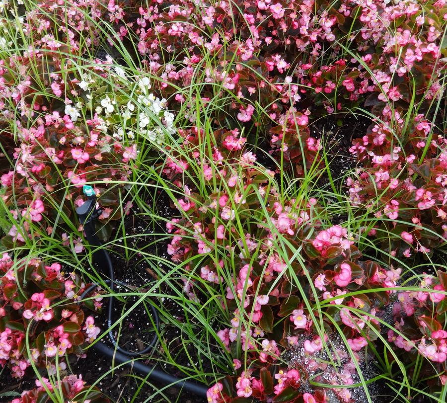 nutsedge in flower bed